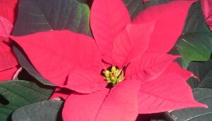 Mehr über den Artikel erfahren Gottesdienst am Heiligen Abend