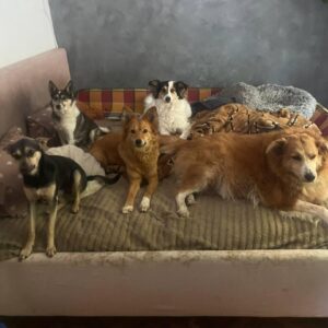 Mehr über den Artikel erfahren Sammlung für Tierheim in Odessa